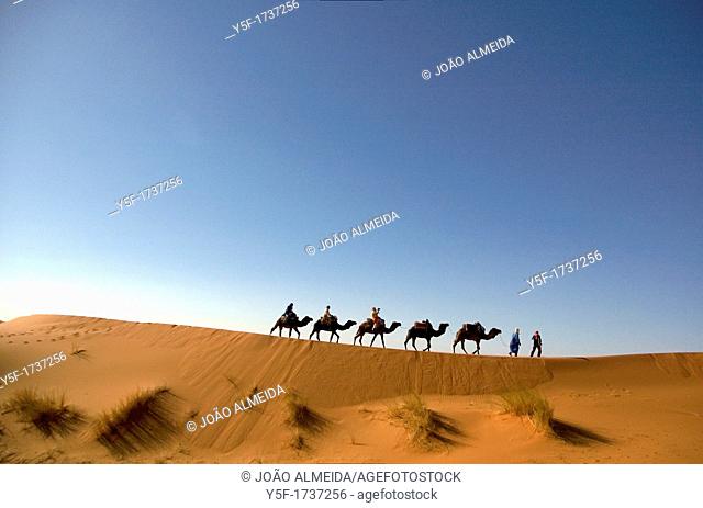 A camel caravan moving at the sand dunes of the Sahara Desert, Morocco