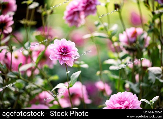 Pink flowering dahlia, close-up, dahlia