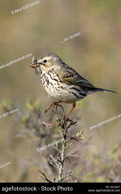 Meadow Pipit / Wiesenpieper ( Anthus pratensis ) perched on top of an elevated branch, watching for predators, holding prey in its beak to feed chicks, wildlife