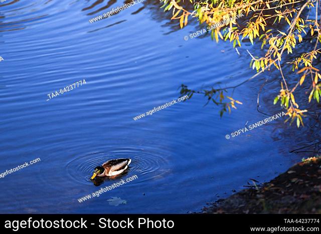 RUSSIA, MOSCOW - NOVEMBER 1, 2023: Duck swims in a pond in the Tsitsin Main Botanical Garden. Sofya Sandurskaya/TASS