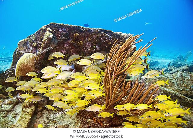 Schooling French Grunts and Snappers, Haemulon flavolineatum, Haemulon sciurus, Lutjanus synagris, West End Atlantic Ocean, Bahamas