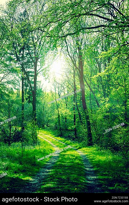 Green forest in the springtime with sunshine