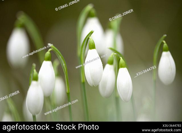 A close-up of Common Snowdrops (Galanthus nivalis) in flower in an English woodland in winter