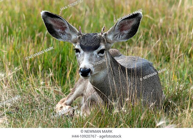 animal, mule deer, deer, odocoileus americanus, Yukon, Canada, America