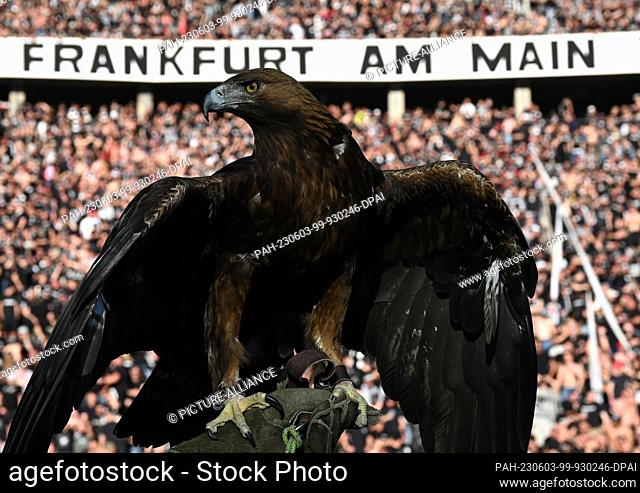 03 June 2023, Berlin: Soccer: DFB Cup, RB Leipzig - Eintracht Frankfurt, Final, Olympiastadion. Frankfurt's mascot golden eagle ""Attila"" before the game