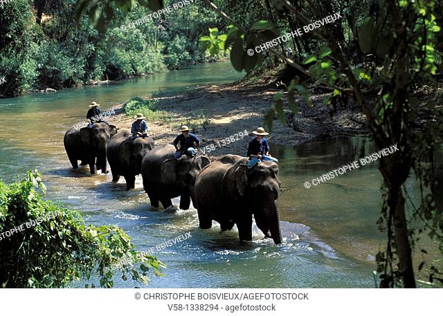 ELEPHANTS, MAE PING RIVER, CHIANG MAI REGION, THAILAND