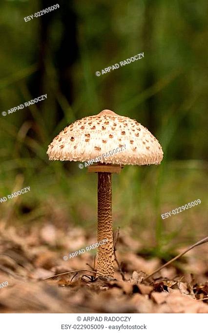 Young Parasol mushroom