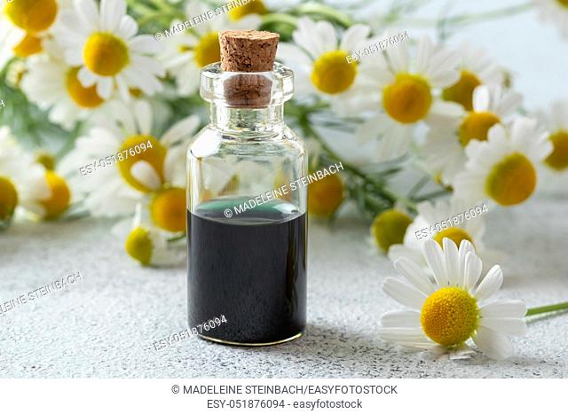 A bottle of dark blue German chamomile essential oil and fresh flowers on a bright background