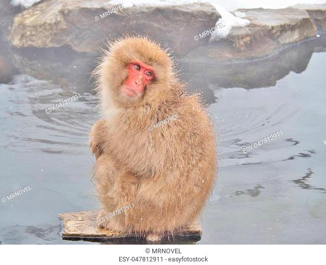Portrait of a Japanese macaque (snow monkey) in hot spring onsen at Jigokudani Monkey Park in Nagano prefecture, Japan
