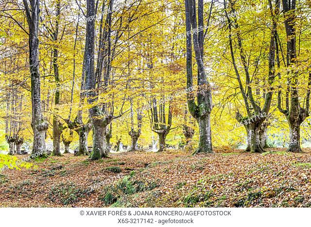 Presazelai beech tree grove, Otxandio, Vizcaya, Spain