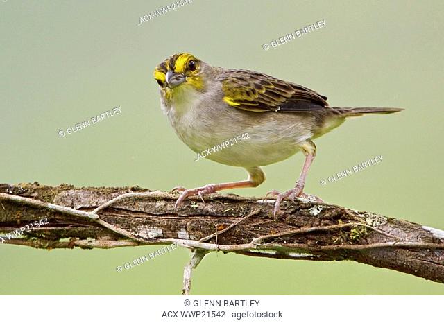 Yellow-browed Sparrow Ammodramus aurifrons perched on a branch near Podocarpus National Park in southeast Ecuador