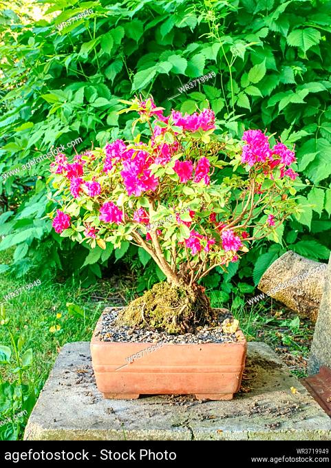 Rhododendron Indicum Azalea Bonsai tree in the planter garden. Stylized small tree in bloosom
