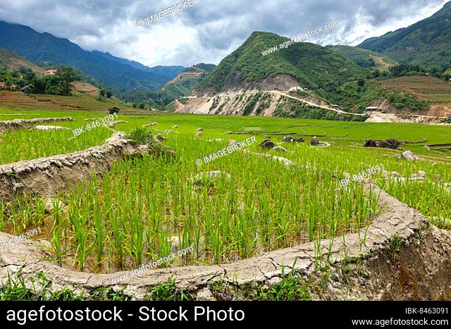 Rice field terraces (rice paddy) . Near Cat Cat village, near Sapa, Vietnam, Asia