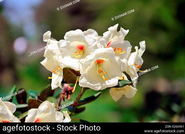 White flowers (Datura) in closeup in Palmen Garten, Frankfurt am Main, Hessen, Germany