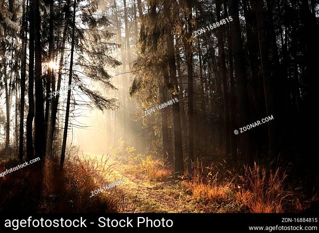 Autumn coniferous forest in foggy weather during sunrise, October, Poland