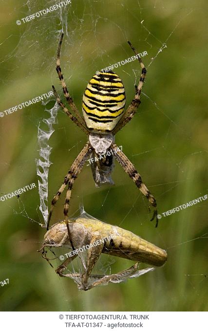 wasp spider with grasshopper