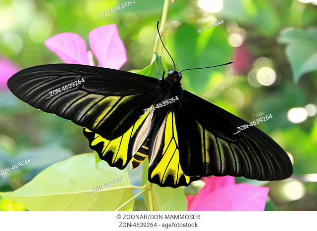 Goliath Birdwing butterfly (Omithoptera goliath) on pink orchid flowers