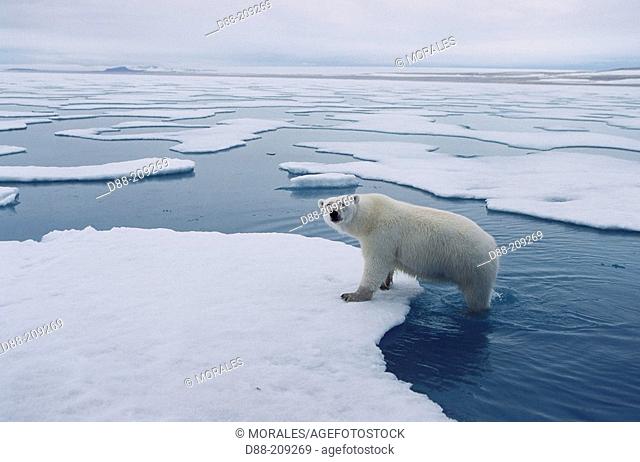 Polar Bear (Ursus maritimus). Picture taken in the North West of Spitzberg (Svalbard), around 80 degree of lattitude north