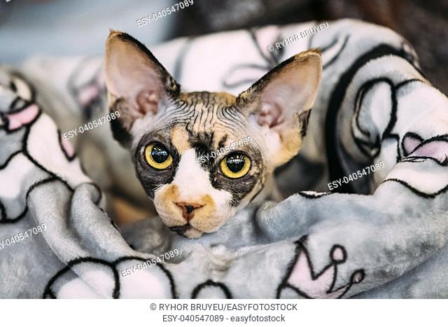 Hairess Sphynx Cat Kitten Snugly Wrapped In A Blanket. Cat Known For Its Lack Of Coat Fur