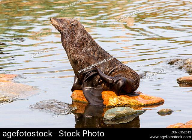 South American sea lion resting on a rock