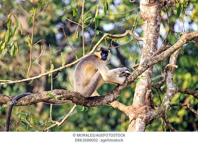 South east Asia, India, Tripura state, Trishna wildlife sanctuary, Capped langur (Trachypithecus pileatus)