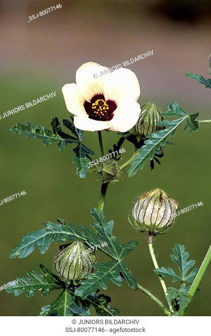 DEU, 2006: Flower-of-an-Hour (Hibiscus trionum), flowering