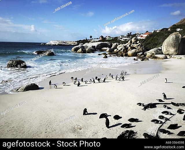 Foxy Beach Penguin watching, Boulders Beach Penguin Colony, Simon's Town, South Africa. Photo: André Maslennikov
