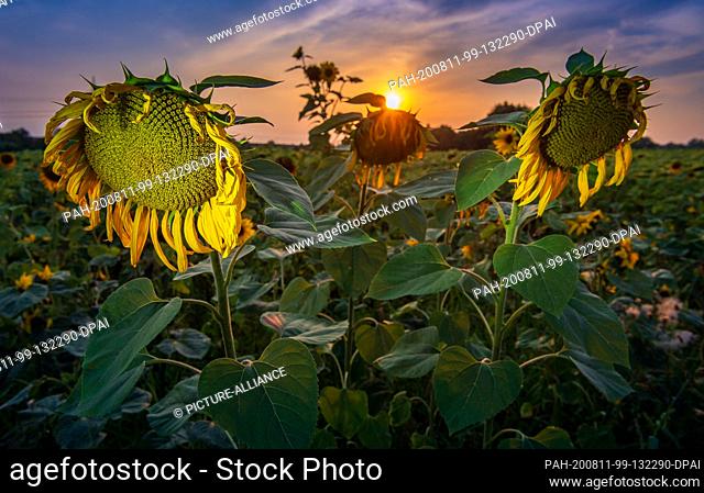11 August 2020, Bavaria, Munich: Sunflowers stand at sunset on a field in the east of the Bavarian capital. Photo: Peter Kneffel/dpa