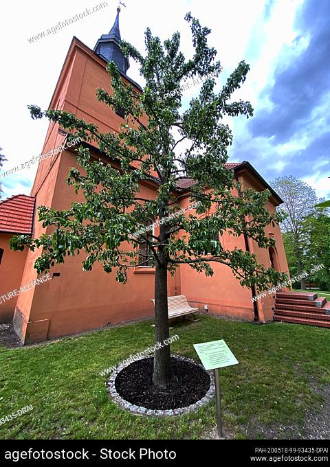 12 May 2020, Brandenburg, Ribbeck/ Nauen: At this place stood the pear tree, made famous by the poem of Theodor Fontane, which broke off in a storm in 1911