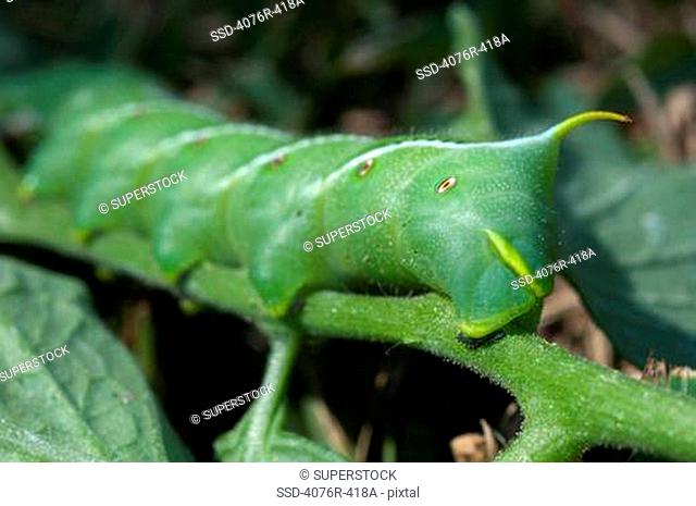 USA, Florida, Jacksonville, Close-up of tomato hornworm Manduca quinquemaculata caterpillar on plant
