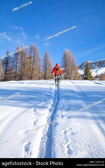 Italy, Veneto, province of Belluno, Livinallongo del Col di Lana, man practicing ski mountaineering in Dolomites following an off-piste track in fresh snow