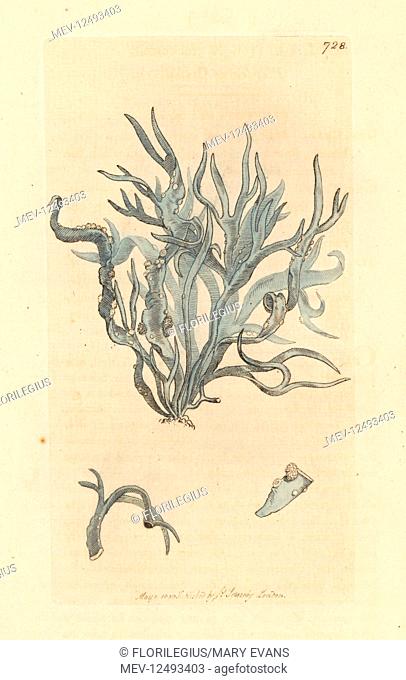 Roccella or flat-leaved lichen, Lichen fuciformis. Handcoloured copperplate engraving after a drawing by James Sowerby for James Smith's English Botany, 1800
