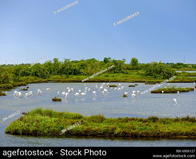 Flamingos (Phoenicopterus roseus) in the Venice Lagoon, Cavallino Treporti, Veneto, Italy, Europe