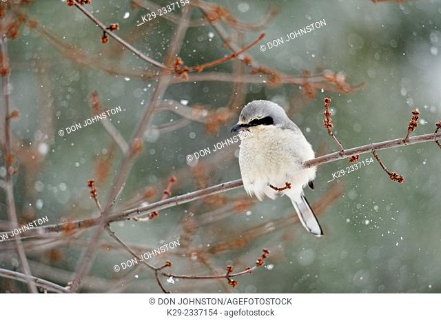 Great Grey Shrike, Northern Grey Shrike, or Northern Shrike (Lanius excubitor) , Greater Sudbury (Lively), Ontario, Canada