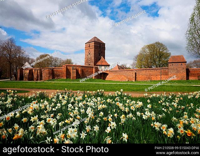 07 May 2021, Brandenburg, Wittstock/Dosse: The Old Bishop's Castle, one of Wittstock's landmarks and sights, is behind a meadow full of daffodils in the...