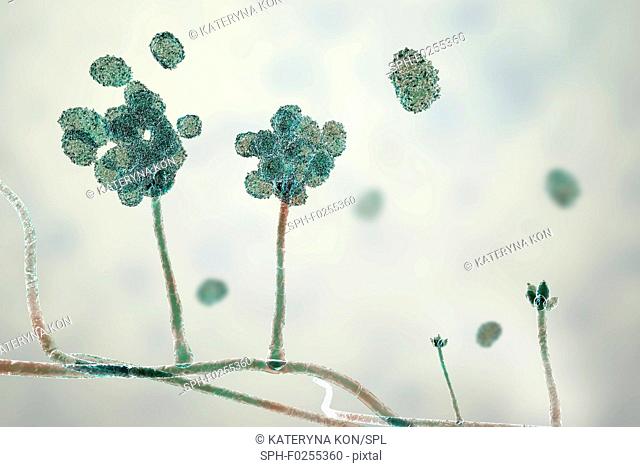 Stachybotrys sp. fruiting structure with spores, computer illustration. Often known as the toxic mould (black mould). Several strains of this fungus (S