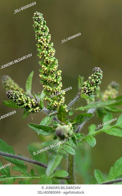 DEU, 2008: Annual Ragweed, Common Ragweed (Ambrosia artemisiifolia). Young plant with flower buds