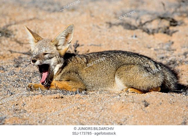 Grey Zorro, Patagonian Fox, South American Gray Fox (Dusicyon griseus, Pseudalopex griseus). Adult lying while yawning. Pan de Azucar National Park, Chile