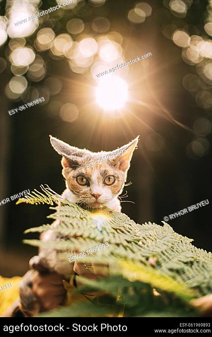 Cute Funny Curious Playful Beautiful Devon Rex Cat Looking At Camera. Splendid Sun Behind Devon Rex Cat With Dark Brown Tabby Fur Color