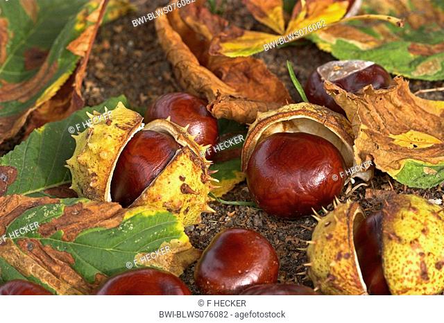 common horse chestnut Aesculus hippocastanum, mature fruits with pellicules and leaves