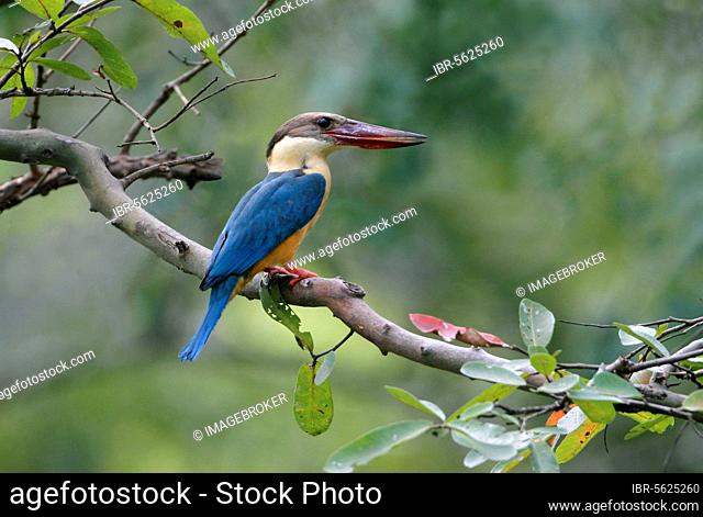Stork-billed Kingfisher (Pelargopsis capensis malaccensis) adult, perched on branch, Polonnaruwa N. P. Sri Lanka