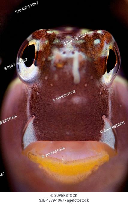 Close-up of Lined Blenny, Ecsenius lineatus, The Maldives