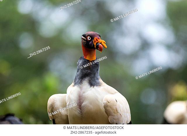 King Vulture, Sarcoramphus papa at Laguna del Lagarto, Boca Tapada, San Carlos, Costa Rica,