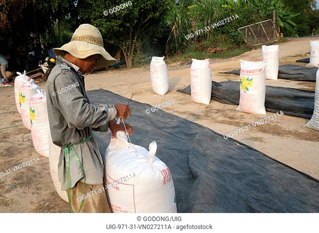 Harvesting rice grains into a bag for transport. Thay Ninh. Vietnam