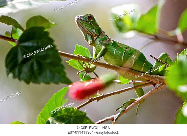 Small lizard sitting on a branch