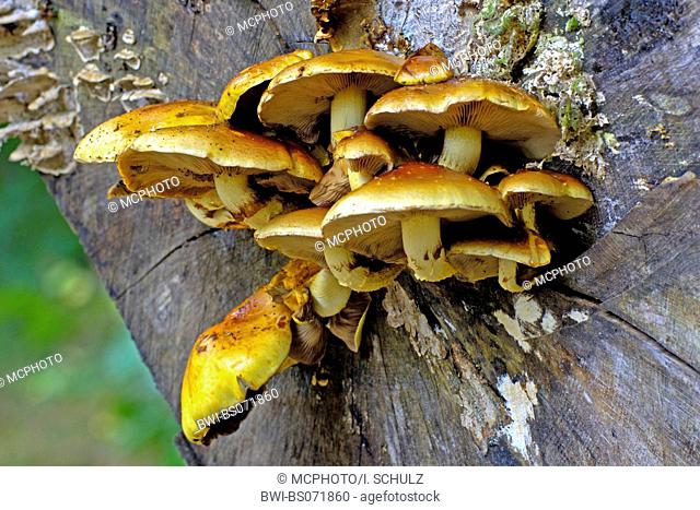 golden scalycap (Pholiota aurivella, Pholiota cerifera), fruiting bodies, Germany