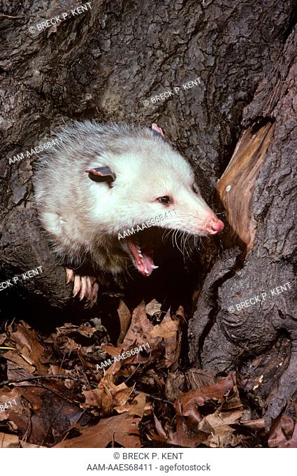 Opossum (Didelphis marsupialis)