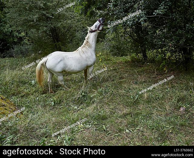 White horse near Arasán, Benasque, Aragón, Spain