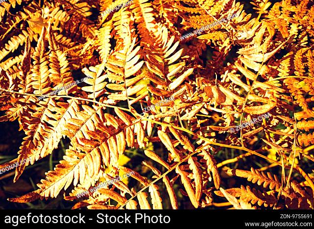 Close Up of Dry Yellow Autumn Fern Leaves on Foreground, Fall Colors and Autumn Forest Concept, Botanical Background, Natural Design Element For Halloween...