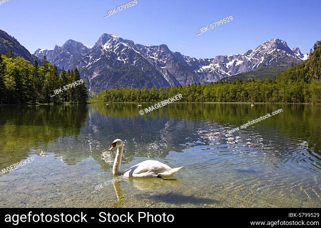 Mute swan (Cygnus olor) at the lake, Almsee, Grünau im Almtal, Totes Gebirge, Salzkammergut, Upper Austria, Austria, Europe